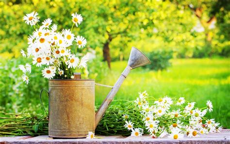 5 Tips For Summer Gardening - Cambridge Conservatory Centre