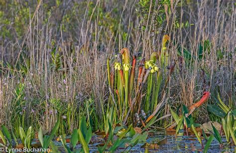 16+ plants in okefenokee swamp - HaleemaAjias