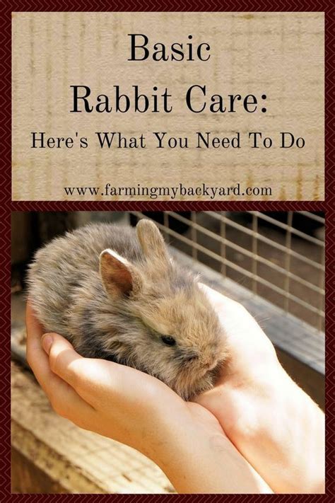 Basic Rabbit Care: Here's What You Need To Do | Rabbit care, Pet rabbit ...