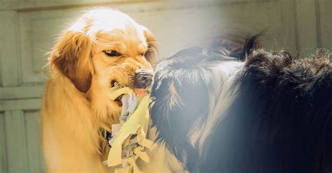 Can Golden Retrievers Be Aggressive? Here’s The Truth – Golden Hearts