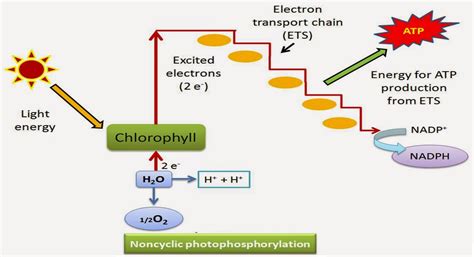 Photosynthesis in Higher Plants-Study Material for NEET (AIPMT ...