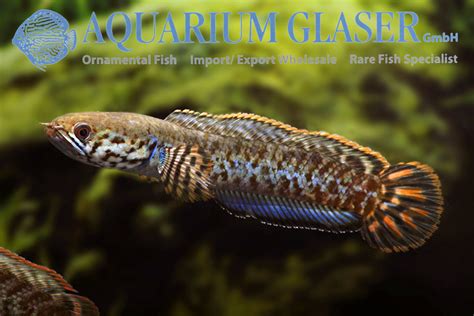 Channa bleheri - Aquarium Glaser GmbH