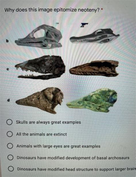 Solved Why does this image epitomize neoteny? * b d Skulls | Chegg.com