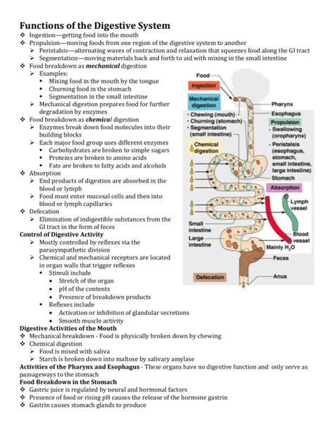 Functions of the Digestive System