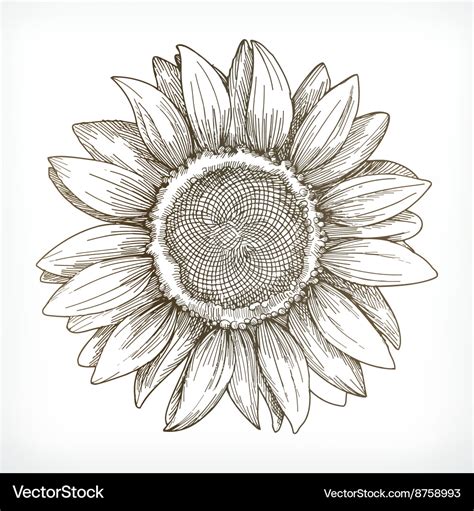 Sunflower sketch hand drawing Royalty Free Vector Image