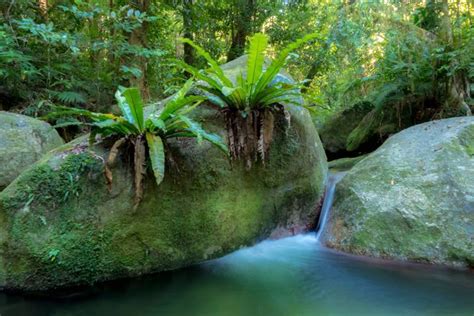 Mossman Gorge Rainforest Walk - Back Country Bliss Adventures Reservations