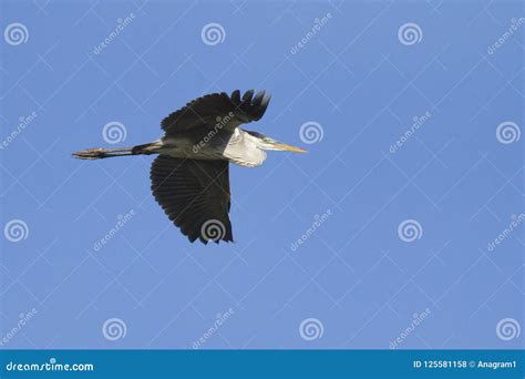 Grey Heron Flying in Blue Sky Stock Photo - Image of heron, feather ...