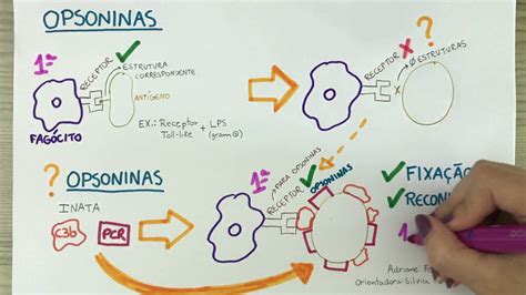 Opsoninas e seu papel na fagocitose - YouTube