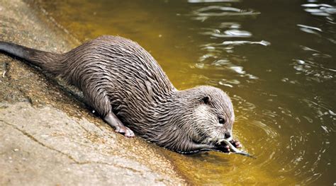 PLAYFUL RIVER OTTER – Life In The Outdoors – The Waynedale News