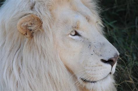 ♥~Albino Lion~♥ | Big Wild Cats | Pinterest