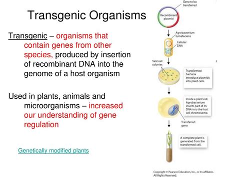 PPT - Chapter 15 – Genetic Engineering PowerPoint Presentation, free download - ID:3311563