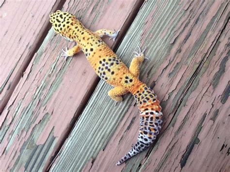 16+ Leopard Gecko Morph Calculator - DanialRiyaj