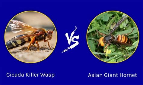 Asian Giant Hornet Vs Cicada Killer Wasp