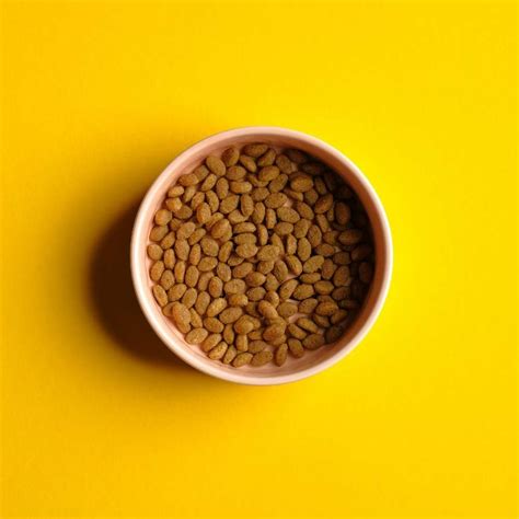 What is Kibble? - Guideline on How to Choose Kibble for Your Fur Baby