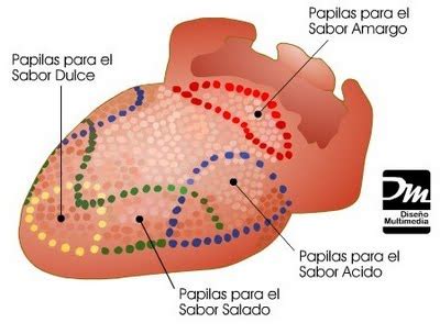 DIBUJOS DE LA PAPILAS GUSTATIVAS