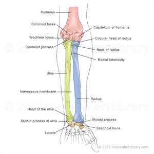 Forearm Bones - Medical Art Library