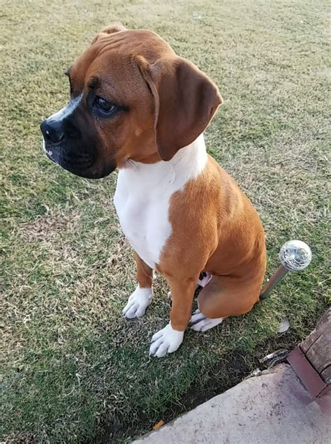 Boxer Puppies For Sale | Mesa, AZ #317786 | Petzlover