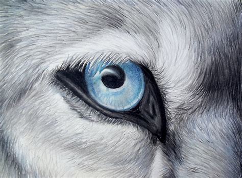 Wolf Eye by Crazy-Monkey1 on DeviantArt