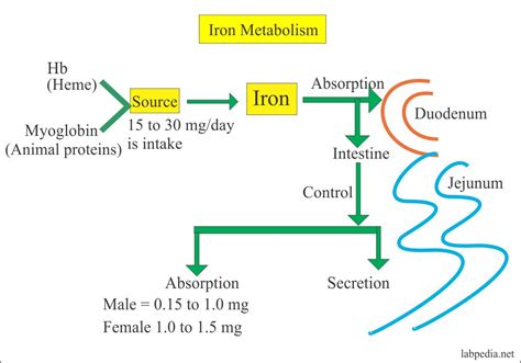 Anemia – Part 3 – Iron Deficiency Anemia, Microcytic and hypochromic anemia – Labpedia.net