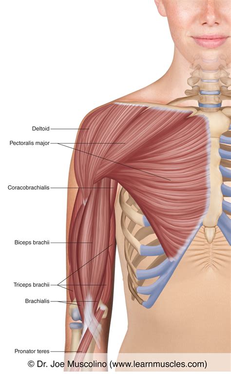 Muscles of the Anterior Arm - Superficial View - Learn Muscles