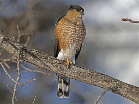 Search Results | Birds, Cornell Lab of Ornithology