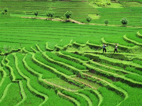 Rice Terraces, Pupuan, Tabanan, West Bali | Blake Smith | Flickr