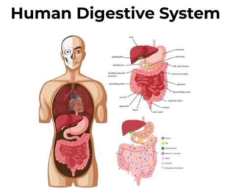 Human Digestive System - Anatomy, Functions and Diseases - GeeksforGeeks