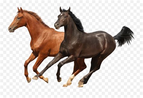 Four Horse Runing Transparent Png Photo - Horses Png,Horses Png - free transparent png images ...