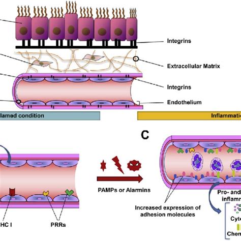 The basic biology of vascular endothelial cells. (A) Simplified... | Download Scientific Diagram