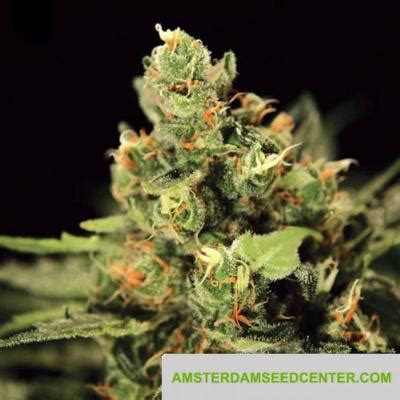 High THC Cannabis Seeds for Sale - Buy one of the thousands of High THC ...