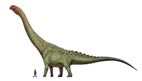 File:Patagotitan restoration 2019.png - Wikimedia Commons