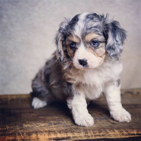 Aussalier: Cavalier King Charles Spaniel and Australian Shepherd. | The ...