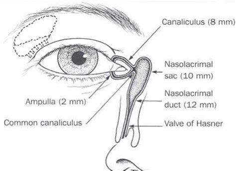 DCR Patient Information | Adelaide Skin and Eye Centre