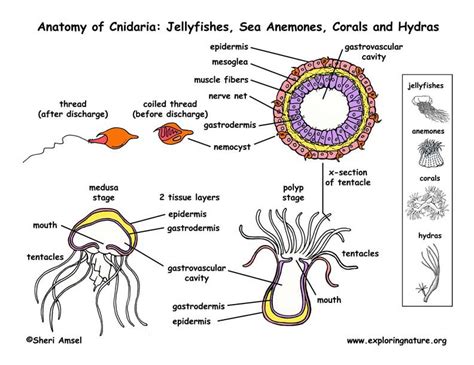 Phylum - Cnidaria (Jellyfish, Anemones, Corals, Hydras)