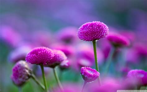 Free photo: Beautiful natural flower - Beautiful, Detail, Droplets ...