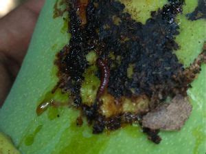 Mango Fruit Borer | Pests & Diseases