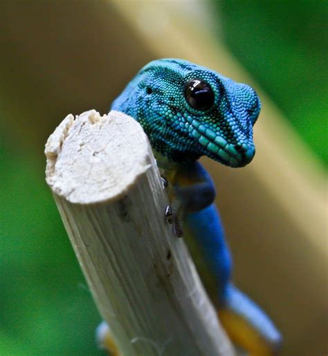 loafinglizards | Cute lizard, Reptiles and amphibians, Gecko