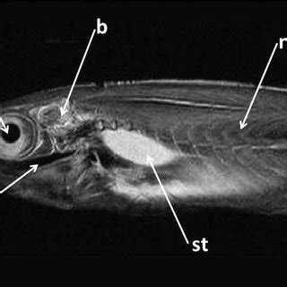 Visceral gross anatomy of an Atlantic mackerel (modified from Chanet et ...