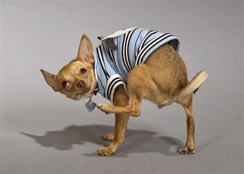 Funny Chihuahua Dogs | Amazing Latest Pictures | Funny And Cute Animals