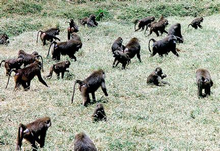 Olive Baboon - Large, African Troop Primate | Animal Pictures and Facts ...