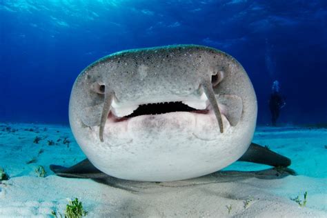 Nurse Shark Bite: Understanding Risks and Treatment Steps – Ocean ...