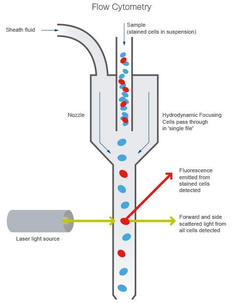 Flow cytometry introduction | Abcam