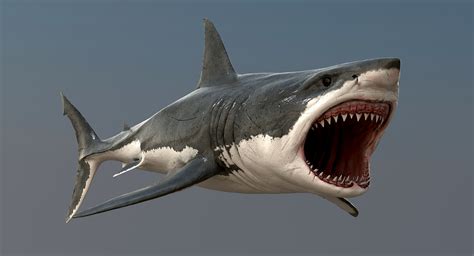 realistic great white shark 3d model