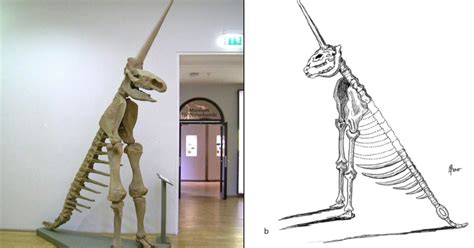 The 'Magdeburg Unicorn', One Of The Worst Fossil Reconstructions In Human History - borninspace