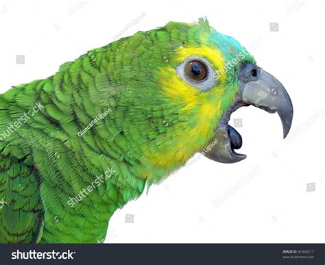 Parrot Talking Stock Photo 41460217 - Shutterstock