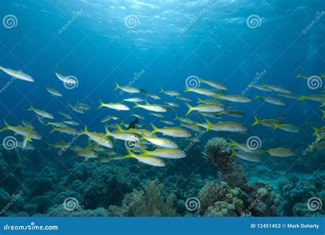 School Of Tropical Fish Stock Photos - Image: 12451453