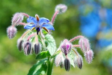 Borage Flower Meaning: Symbolism You Need to Know | Florgeous