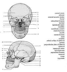 Skull Anatomy Coloring Pages ⋆ coloring.rocks! Anatomy Sketches, Anatomy Drawing, Skull Coloring ...