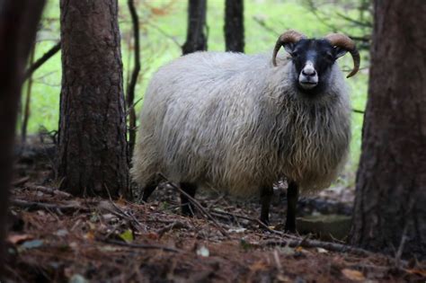 Icelandic Sheep — Whitney Creek Farm