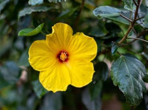 Top 8 Hawaiian Flowers and Their Meanings | Florgeous